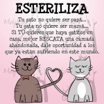 Consejos Útiles Para Sus Gatitos