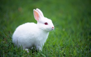 White_Bunny_Wallpaper_1440x900_wallpaperhere