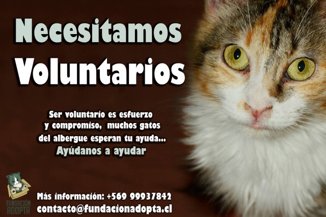 fundacion adopta